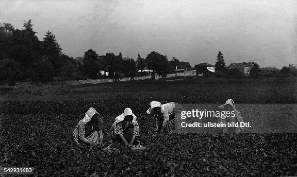 Erdbeeren - Ernte Pflücken der Früchte auf einem Erdbeerfeld in Woippy, Lothringen.Juli 1902