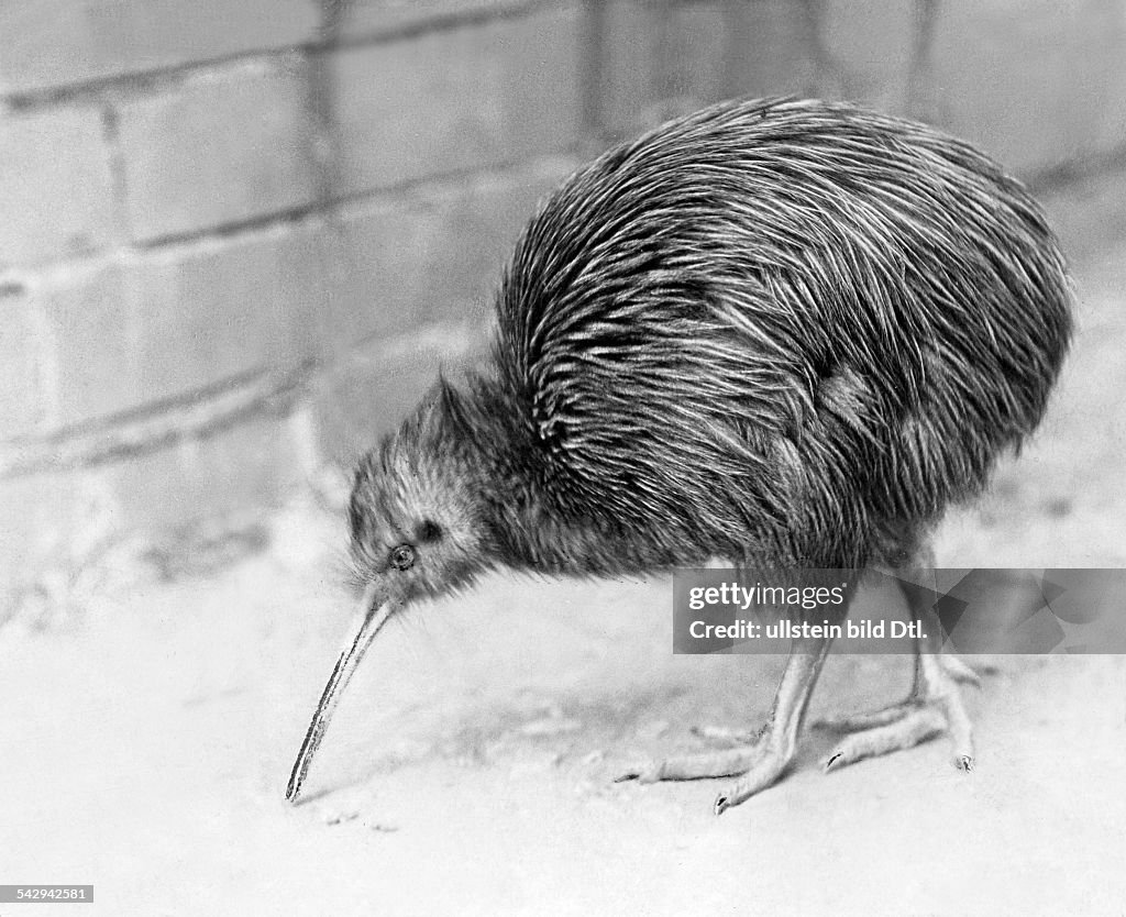 Zoo London, Kiwi bei der Nahrungssuche, 1905