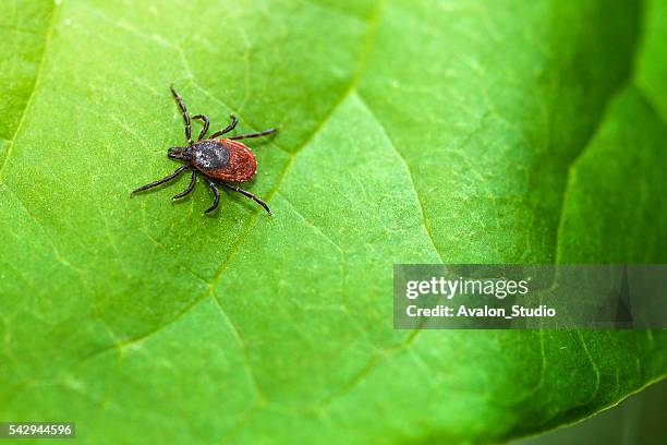 ixodes ricinus - tick animal stock pictures, royalty-free photos & images