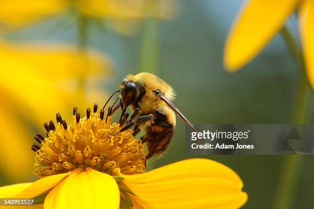 mining bee on tickseed sunflower, bidens polylepis - bee imagens e fotografias de stock