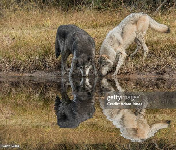 black and white tundra wolves and reflection - kalispell - fotografias e filmes do acervo