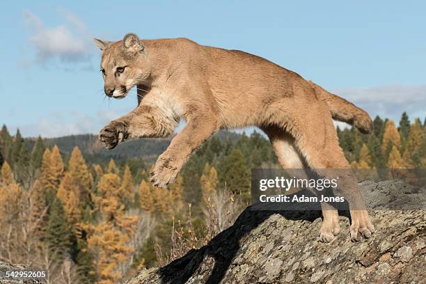 mountain lion leaping toward camera - puma stockfoto's en -beelden