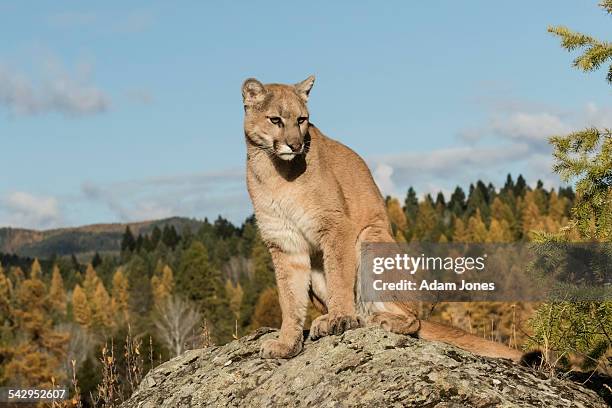 mountain lion resting on rock - poema stockfoto's en -beelden