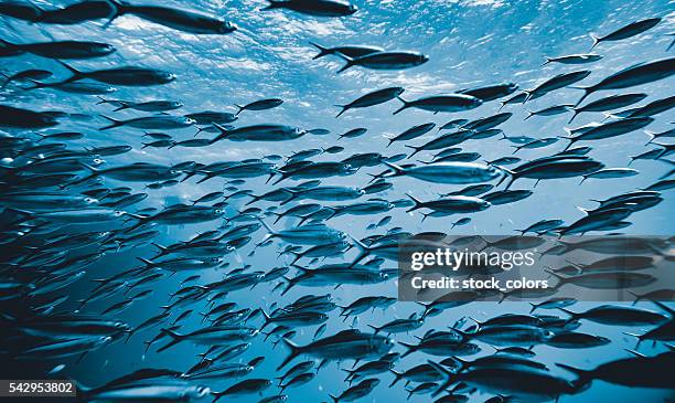 the underwater tropical world - large group of animals stock pictures, royalty-free photos & images