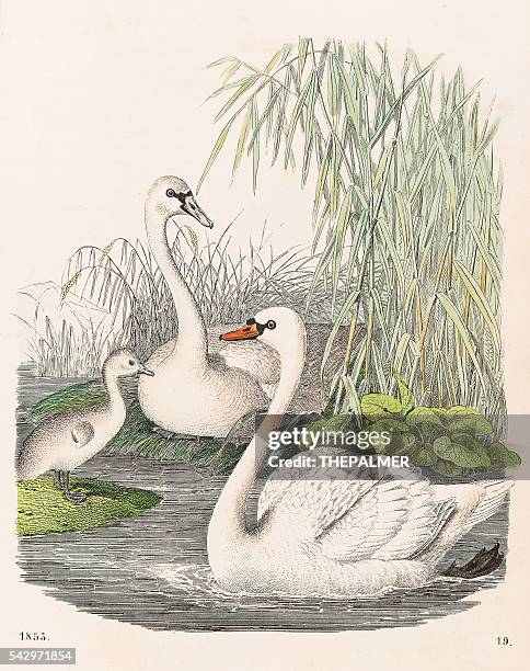 swans illustration 1853 - swan stock illustrations