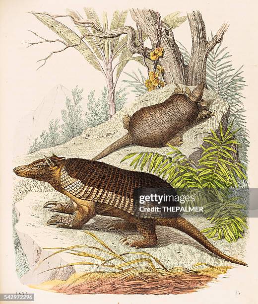 ilustraciones, imágenes clip art, dibujos animados e iconos de stock de armadillos ilustración 1853 - tatu