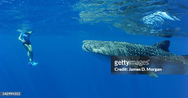 Whale Sharks watched by tourists off the coast on April 22, 2012 in Ningaloo Reef, Western Australia.