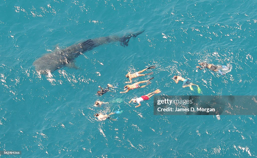 Whale Sharks off Ningaloo Reef, Western Australia