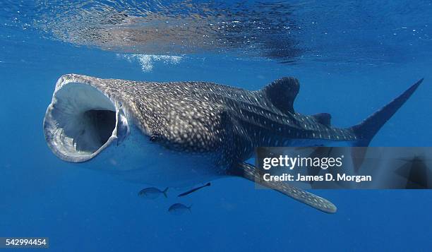 Whale Sharks watched by tourists off the coast on April 22, 2012 in Ningaloo Reef, Western Australia.