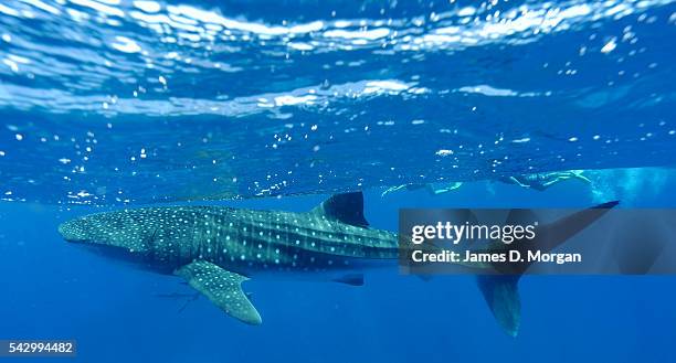 Whale Sharks watched by tourists off the coast on April 22, 2012 in Ningaloo Reef, Western Australia.