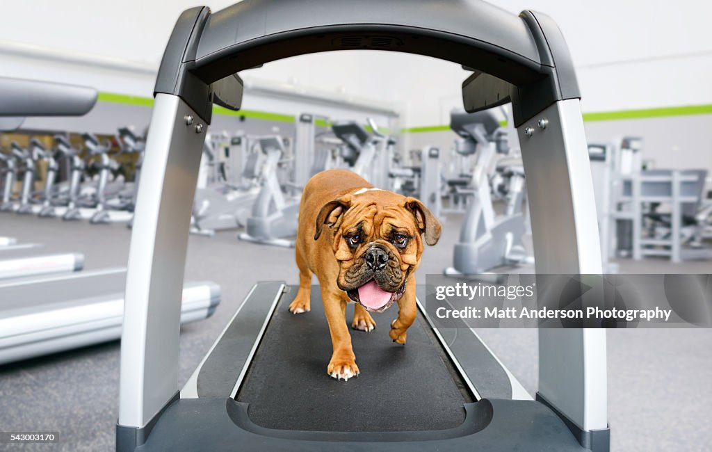 American Bulldog English Bulldog on a modern treadmill in a gym