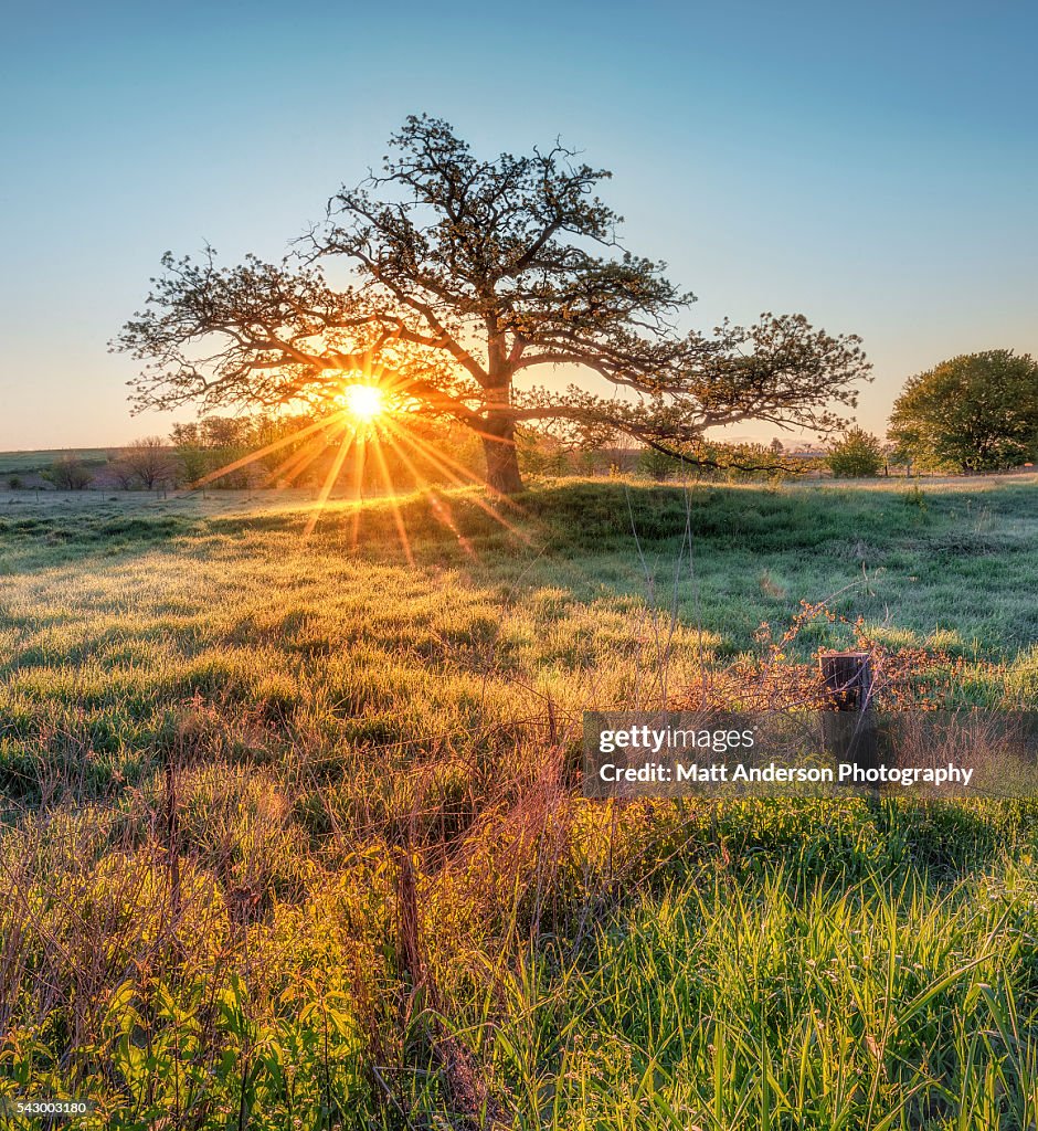 Spring Tree Sunrise