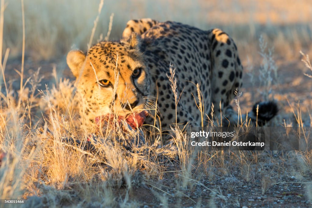 Cheetah (Acinonyx jubatus) eating piece of raw meat, Namibia, Africa