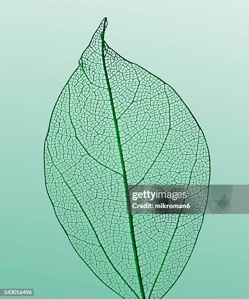 veiny green leaf - opacidad fotografías e imágenes de stock