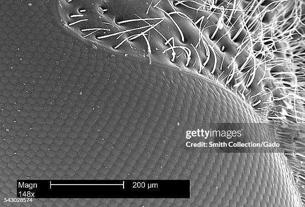 Sem Of Insects Eye Sem Photos and Premium High Res Pictures - Getty Images
