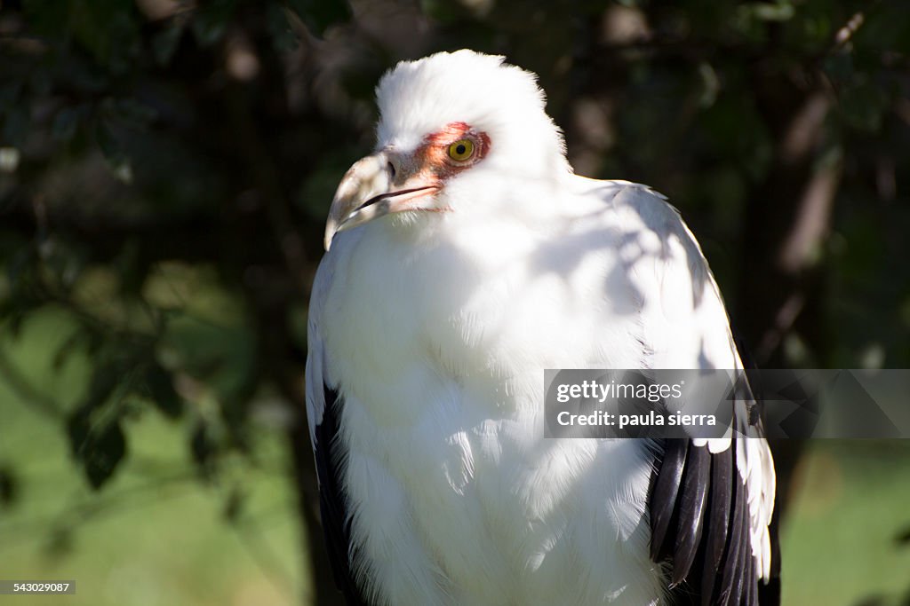 Palm nut vulture