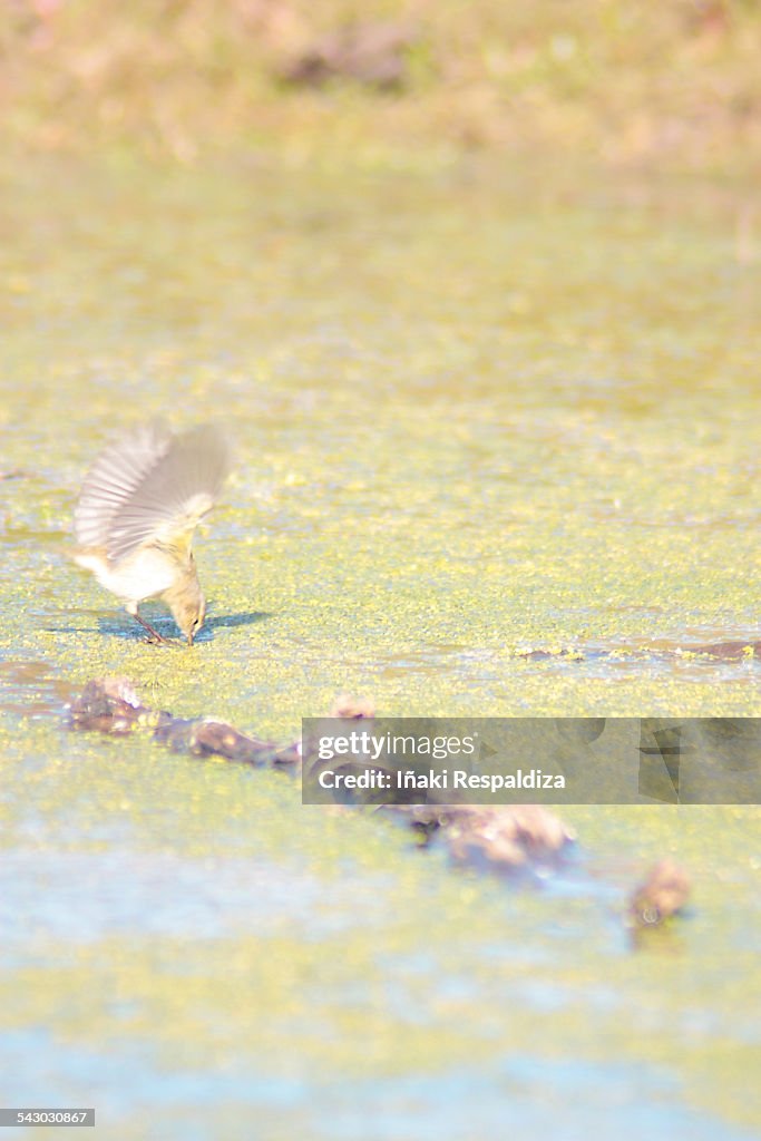 Chiffchaff hunting