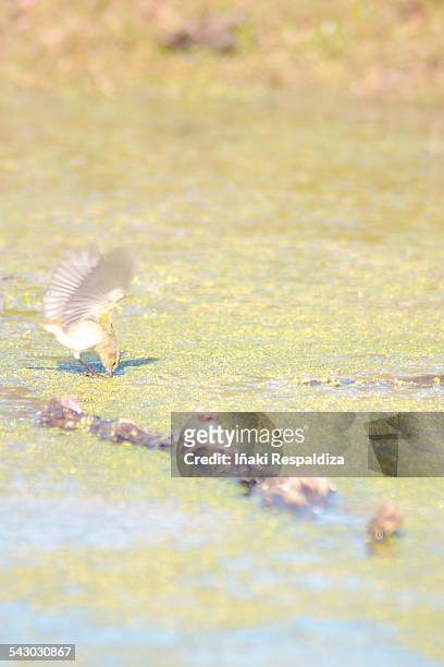 chiffchaff hunting - iñaki respaldiza stock pictures, royalty-free photos & images
