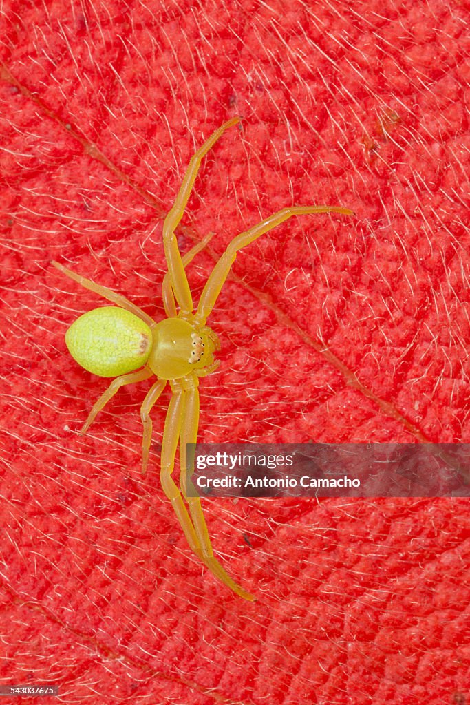 Spider and red