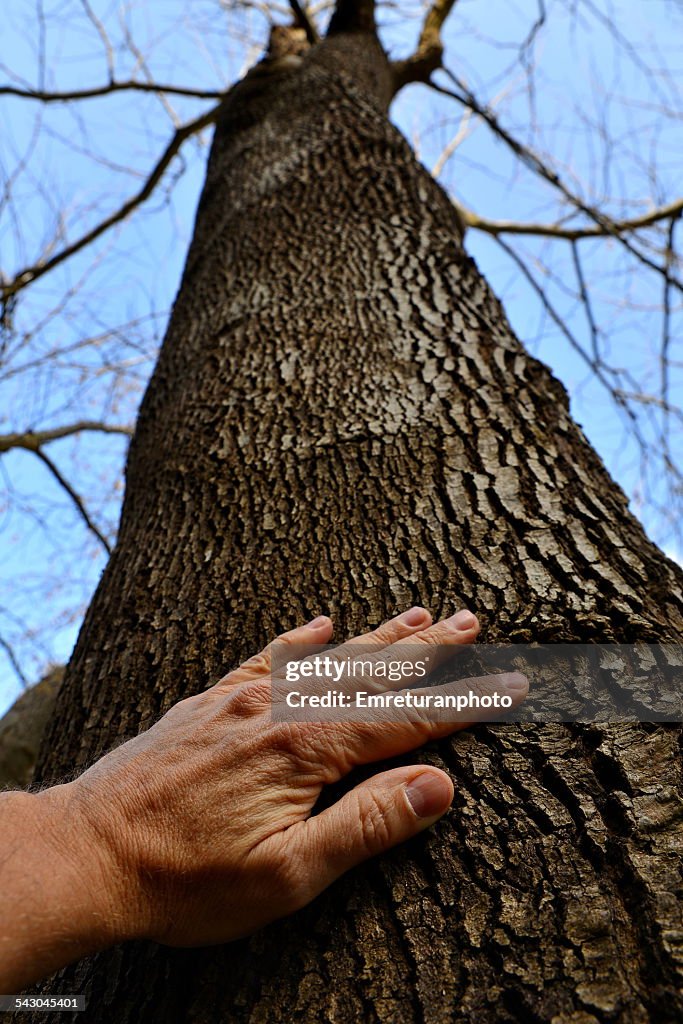 Feel the tree