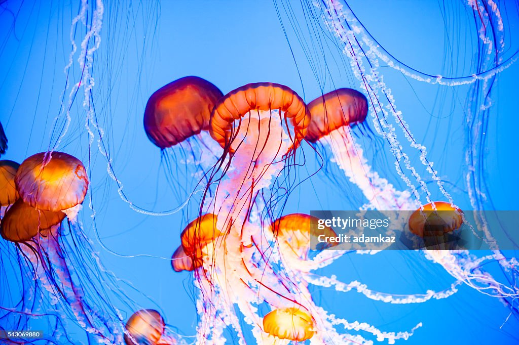 Jellyfish Floating in Water
