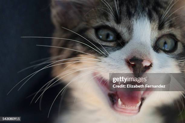 Mewewing Meowing Kitten Photos and Premium High Res Pictures - Getty Images