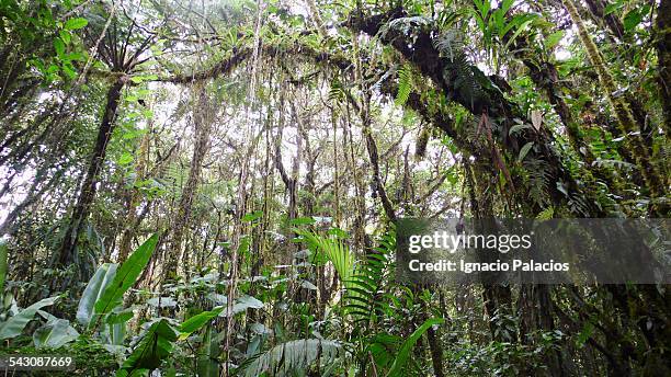 santa elena biological reserve in costa rica - liana stock pictures, royalty-free photos & images