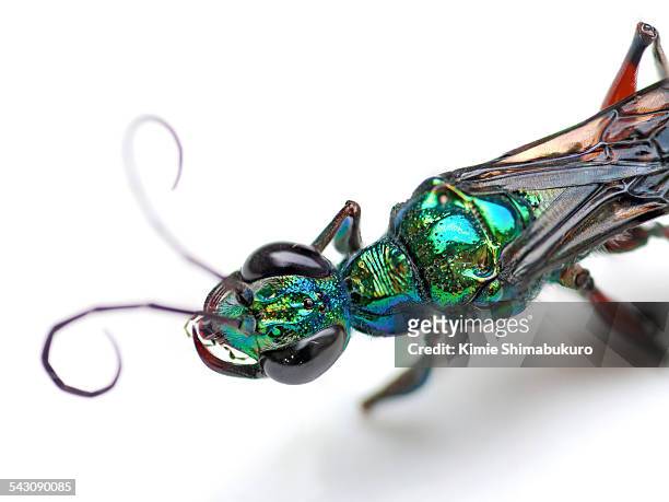 emerald cockroach wasp - emerald green stock pictures, royalty-free photos & images