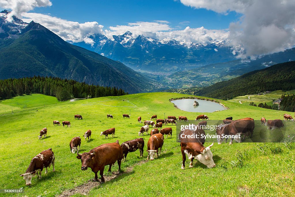 Valle D'Aosta,cows in Valpelline Valley