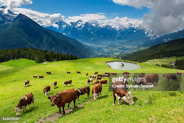 valle d'aosta,cows in valpelline valley - valle daosta stock pictures, royalty-free photos & images