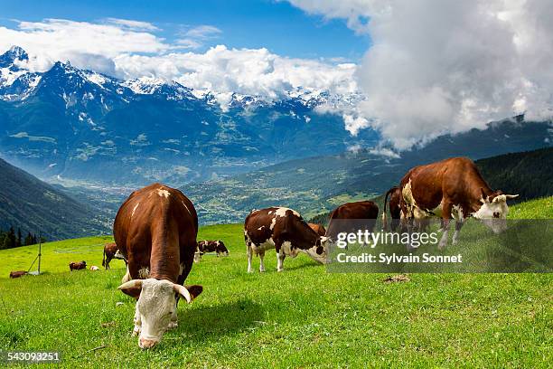 valle d'aosta, cows in valpelline valley - grazing land stock pictures, royalty-free photos & images