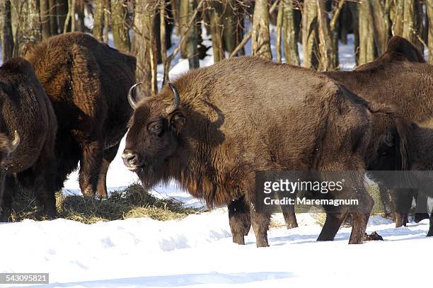 european bisons (bison bonasus) - bialowieza stock pictures, royalty-free photos & images