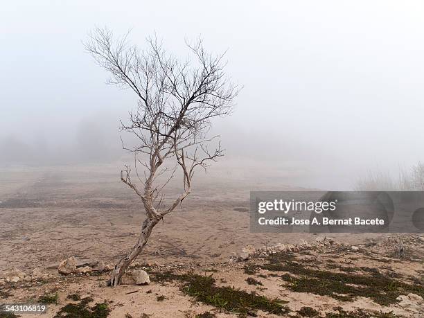 Dead Olive Tree Photos And Premium High Res Pictures Getty Images dead-olive-tree-photos-and-premium-high-res-pictures-getty-images