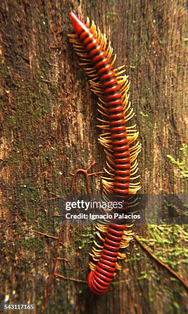 worm encountered in gunung mulu national park - gunung mulu national park stock pictures, royalty-free photos & images