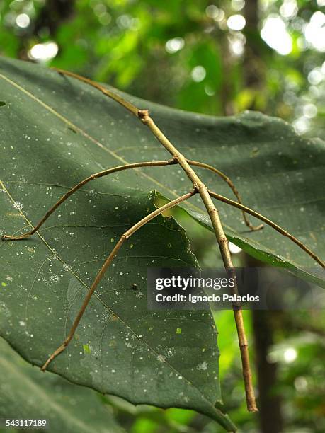 Malu Insects 123 Mulu National Park Stock Photos, High-Res Pictures, and Images ...