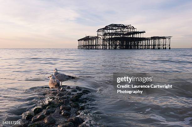 seagulls on a jetty by brighton's west pier - brighton beach stock pictures, royalty-free photos & images