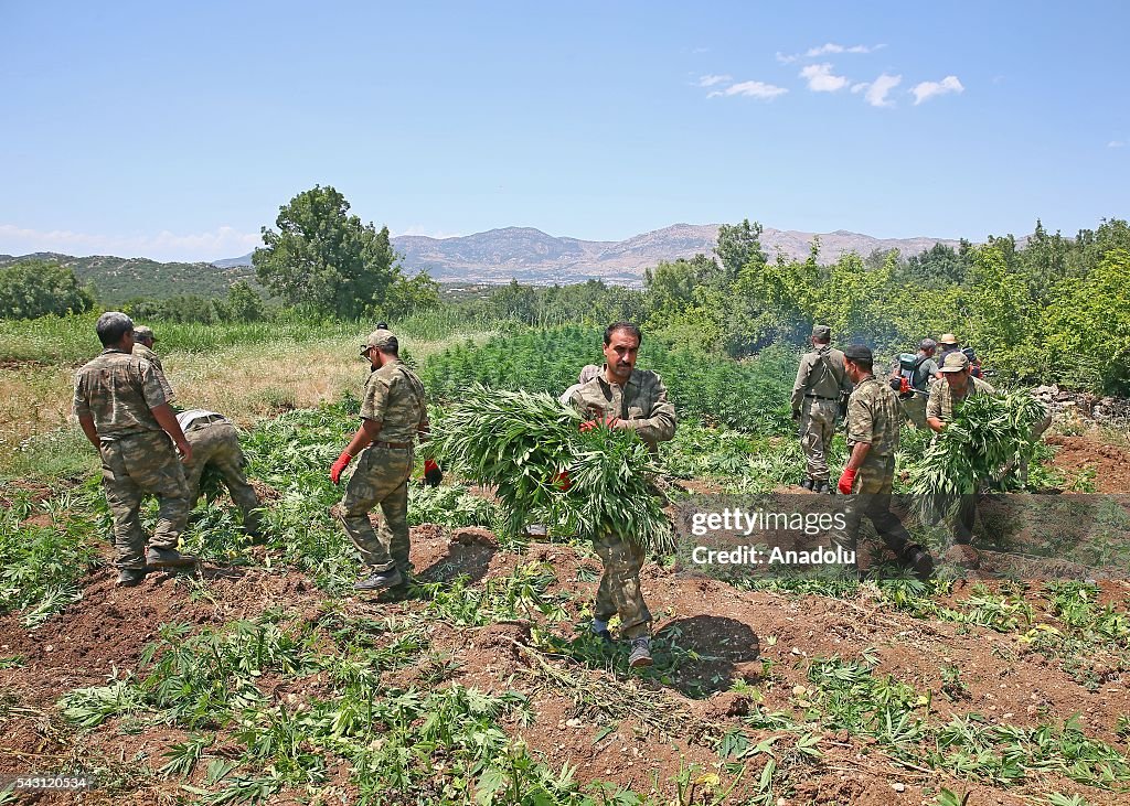 Operation against PKK's monetary resource "cannabis fields"