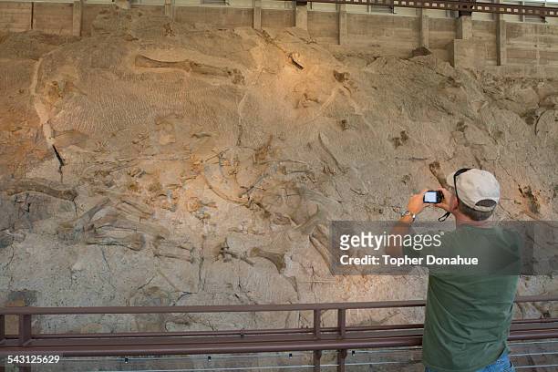 a man photographs dinosaur fossils - dinosaur national monument stock pictures, royalty-free photos & images