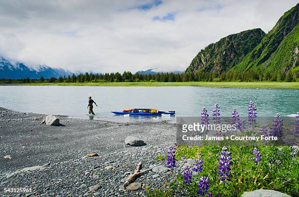 man hauls kayak and gear up the feeder river to bear lake and bear glacier, alaska. - carrying kayak stock pictures, royalty-free photos & images