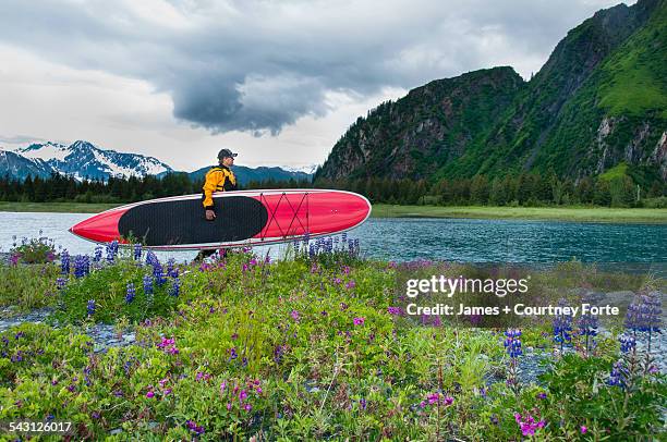 man carries stand up paddle board through wildflowers next to tributary river and bear lake, kenai fjords national park, alaska. - paddle board men imagens e fotografias de stock