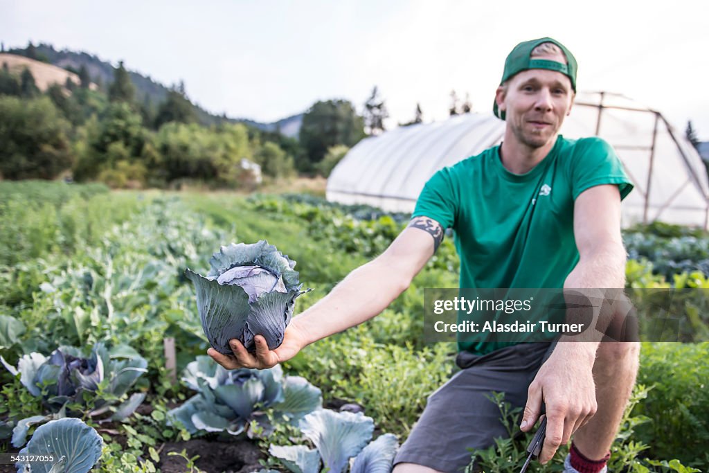 Havesting cabbage on an organic farm.