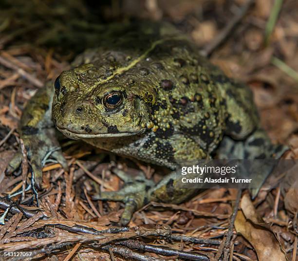 a frog sits in north cascades national park - north cascades national park stock pictures, royalty-free photos & images