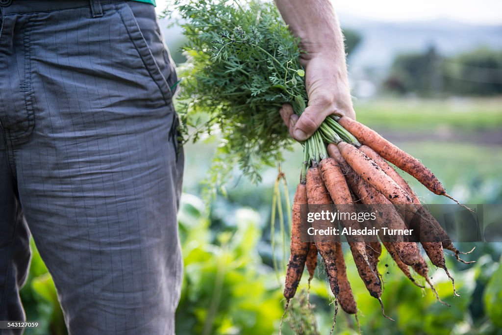 Freshly harvested organic carrots.