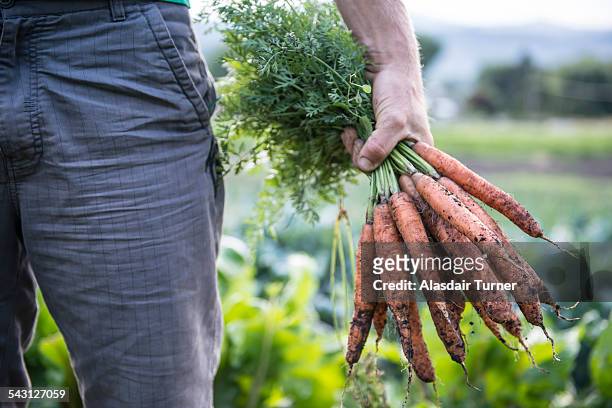 freshly harvested organic carrots. - organic farm 個照片及圖片檔