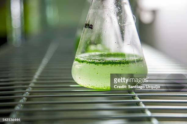 test tubes rack with micro algae - alge stock-fotos und bilder