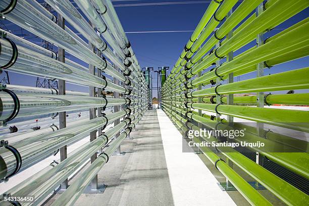 tubular bioreactors filled with green algae fixing co2 - biomasse stock-fotos und bilder