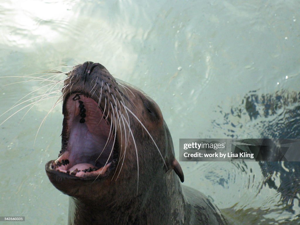 Hungry seal barking for fish