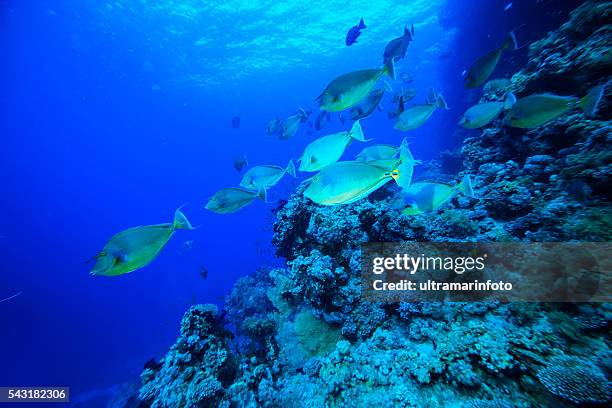 school of fish - unicornfish - kiribati stockfoto's en -beelden