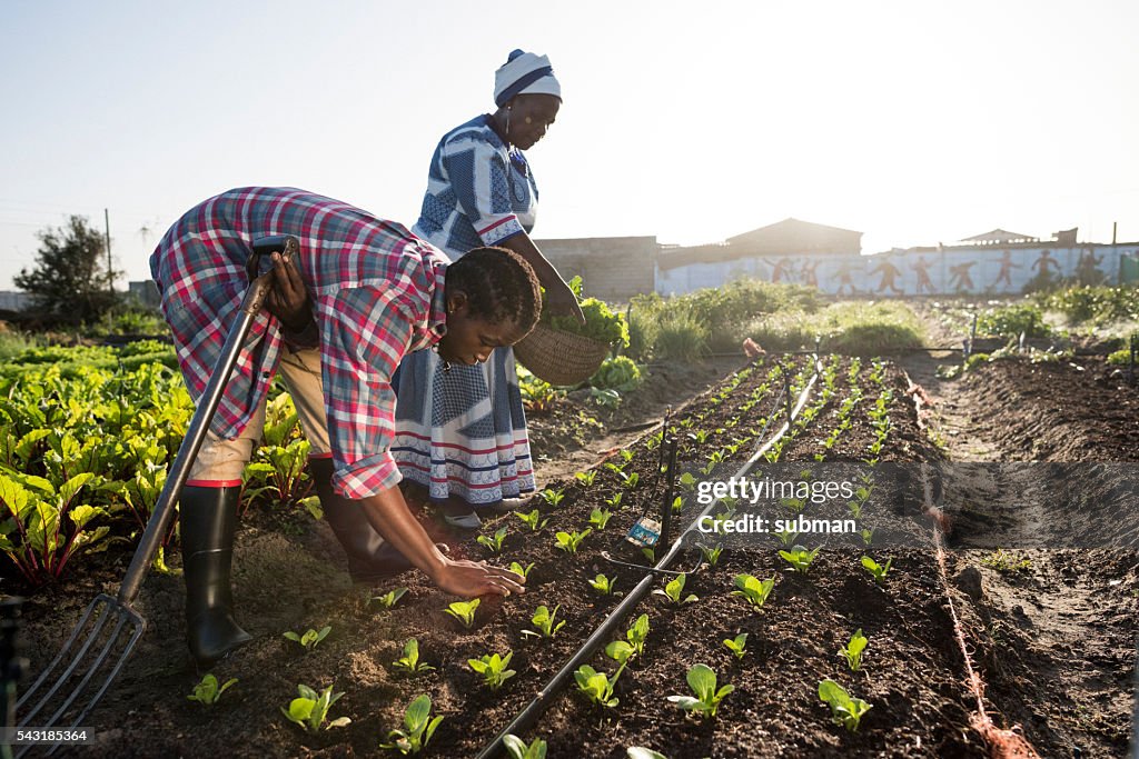 Young African Male and Adult African Woman working in garden