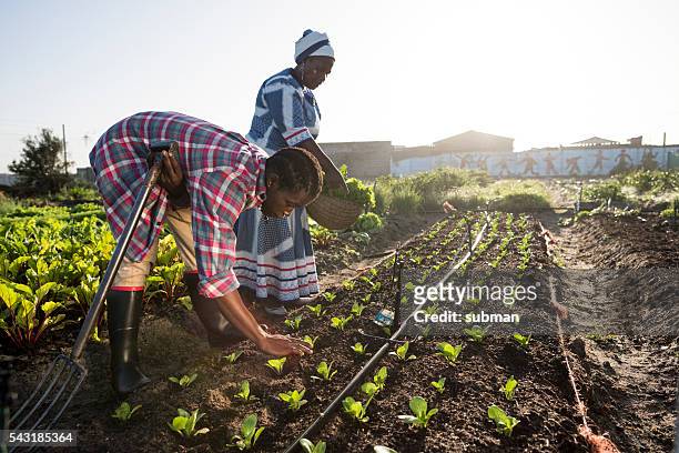 young african male and adult african woman working in garden - africa stock pictures, royalty-free photos & images